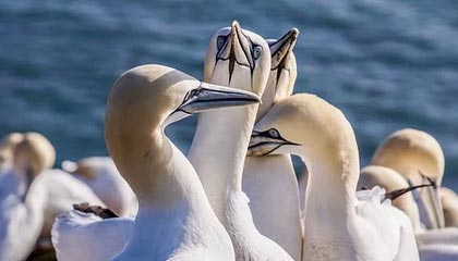 开云官网登录-那些我们熟悉的欧冠“绝杀场面”图片集，欧冠决赛爆冷