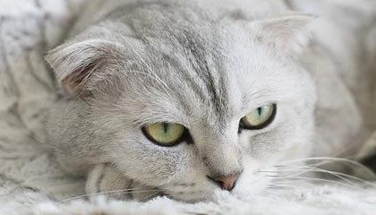 开云官网登录-那些我们熟悉的欧冠“绝杀场面”图片集，欧冠决赛爆冷